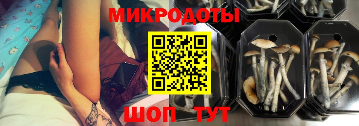 Галлюциногенные грибы Psilocybe Новошахтинск